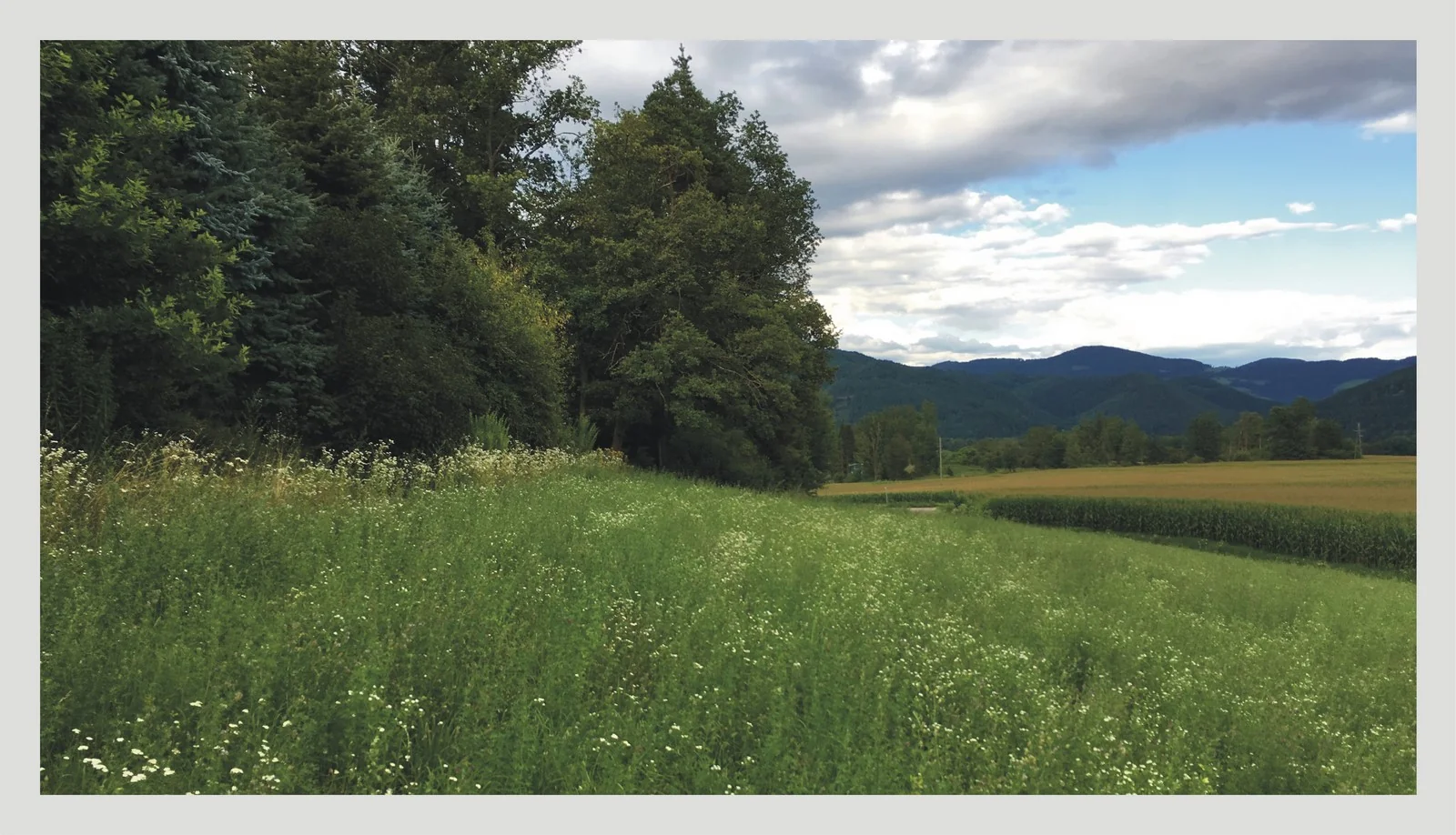 Launsdorf-Kärnten / einmaliges Baugrundstück in sonniger Ortsrandhanglage mit unverbaubarem Blick auf die Burg Hochosterwitz