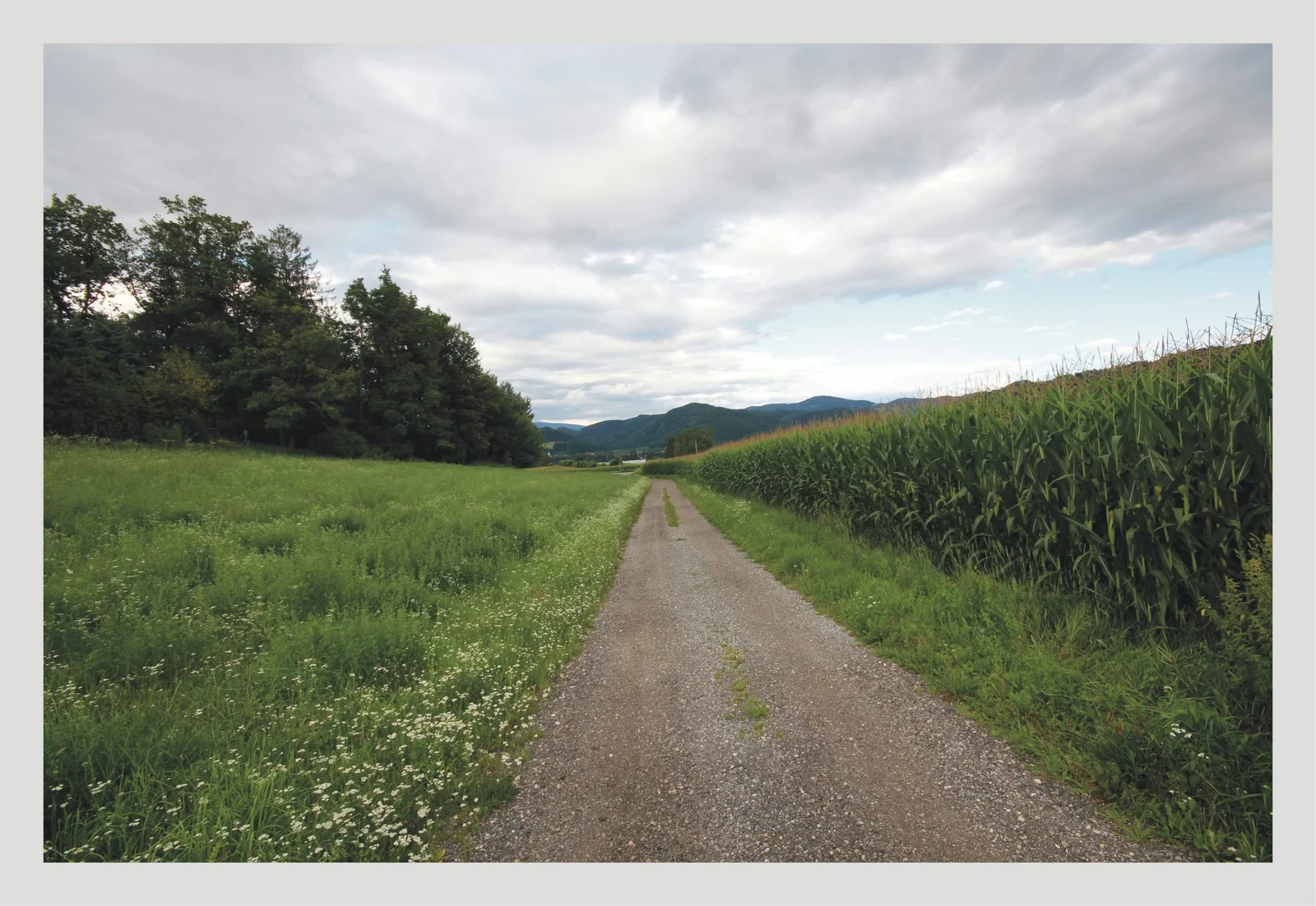 Launsdorf-Kärnten / einmaliges Baugrundstück in sonniger Ortsrandhanglage mit unverbaubarem Blick auf die Burg Hochosterwitz