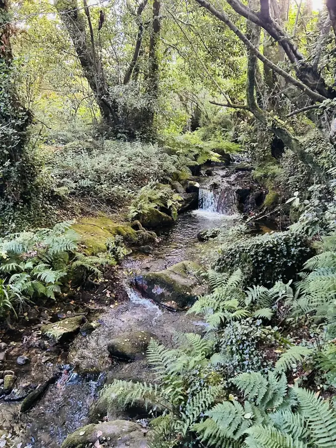 Bachlauf in einem dichten Wald